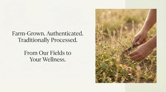 Achyranthes aspera Powder (Apamarga/Ulbijjara) – Single Ingredient Herbal Powder, Farm-Grown & Authenticated, 100 g