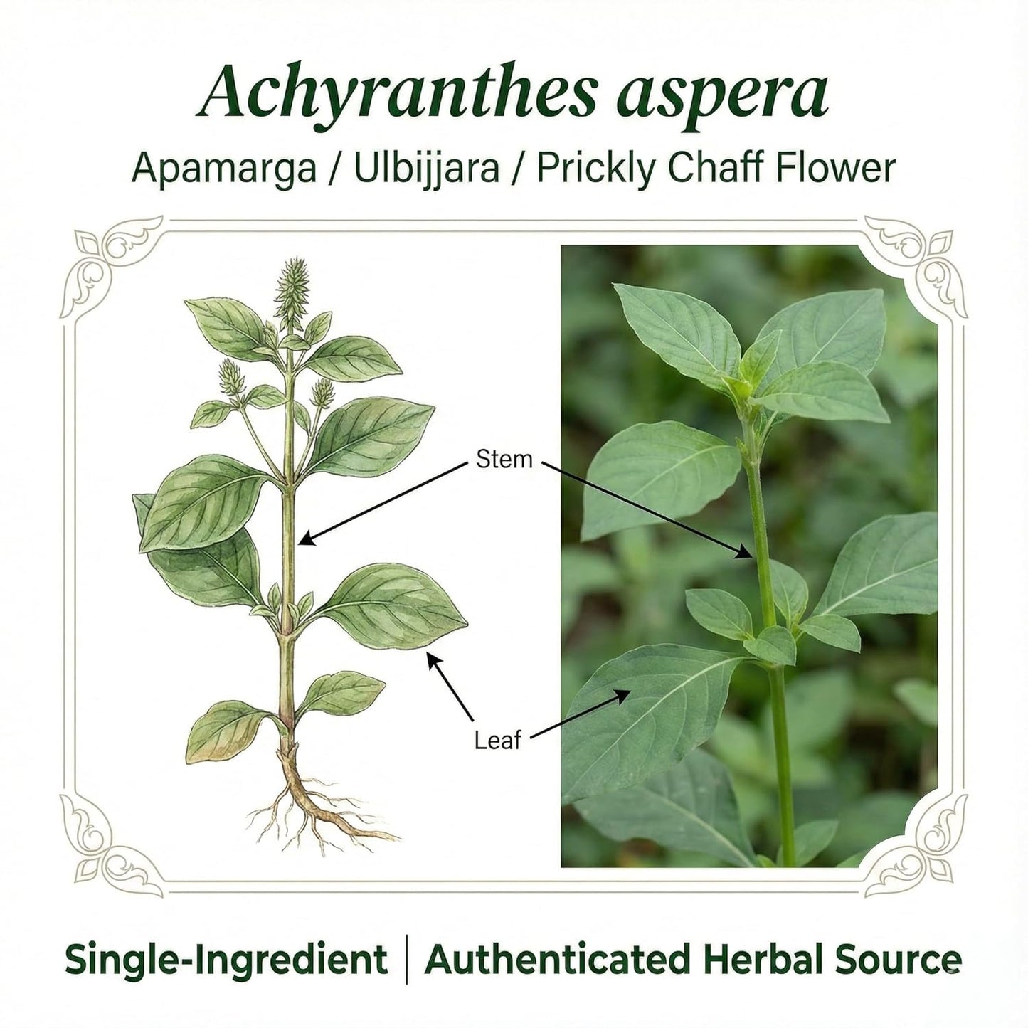 Achyranthes aspera Powder (Apamarga/Ulbijjara) – Single Ingredient Herbal Powder, Farm-Grown & Authenticated, 100 g