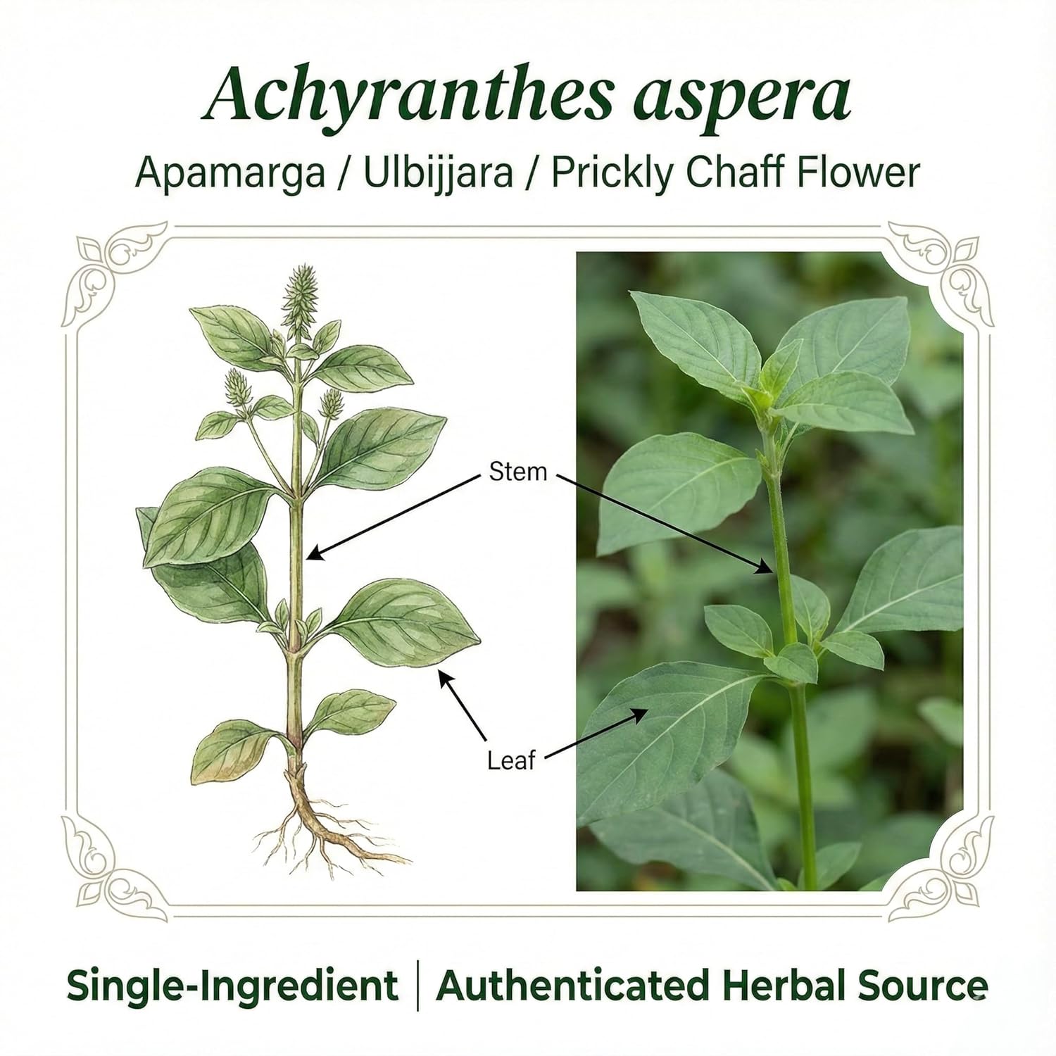 Achyranthes aspera Powder (Apamarga/Ulbijjara) – Single Ingredient Herbal Powder, Farm-Grown & Authenticated, 100 g